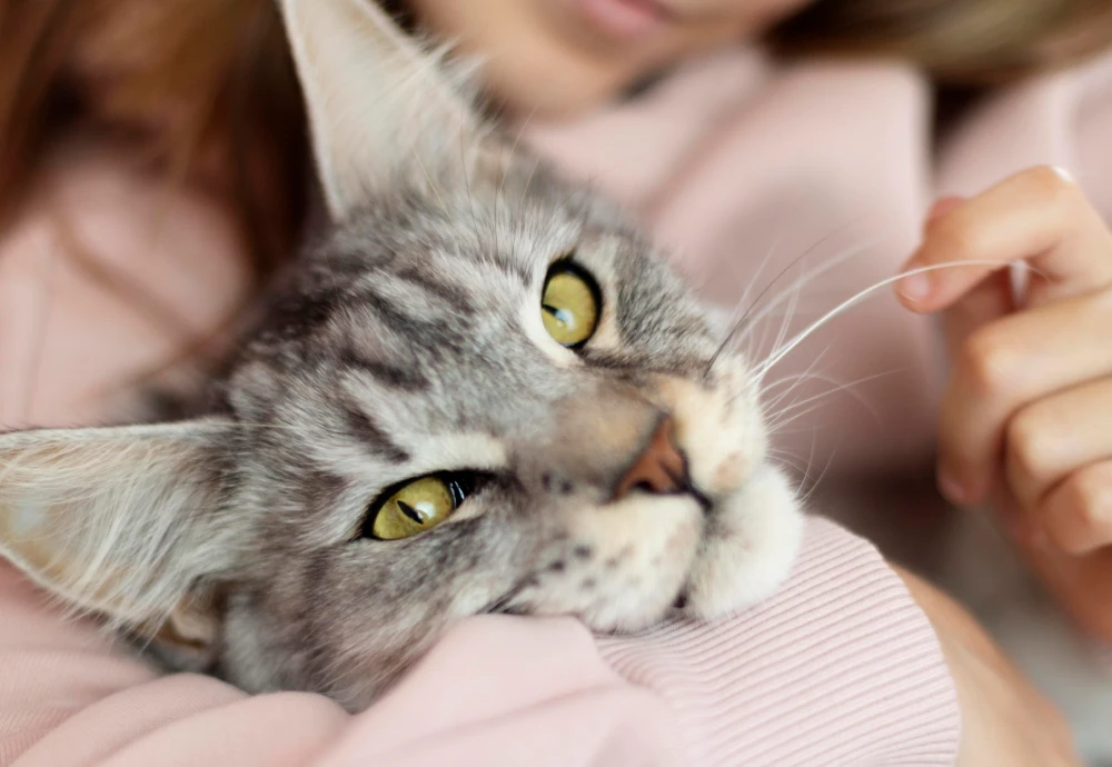 video camera to watch pets